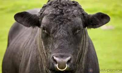 Орловец подал в суд после схватки с быком