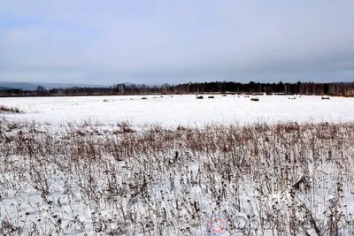 Бесплатный гектар земли - импульс для социально-экономического развития территории Арктической зоны?