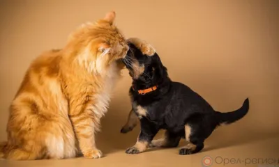 В Орле игры с кошкой закончились для пса приездом спасателей