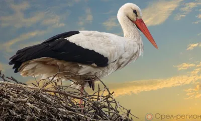 На Орловщине стало больше аистов
