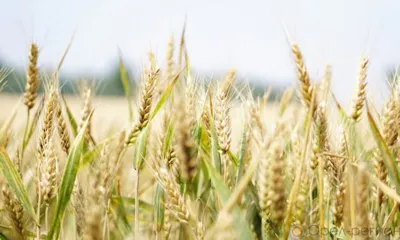 На поддержку орловских производителей зерна выделено более 280 млн рублей