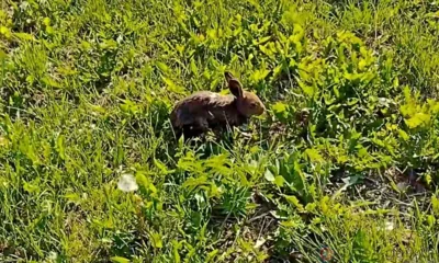 В Орловском полесье спасли тонущего зайца