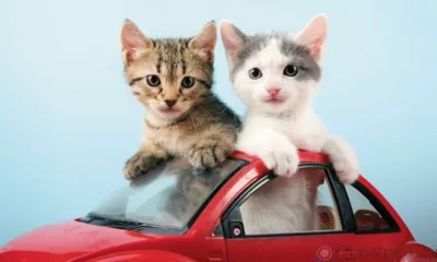 В Орле на ул. Левый берег реки Оки на 3 дня запретят стоянку и движение автомобилей