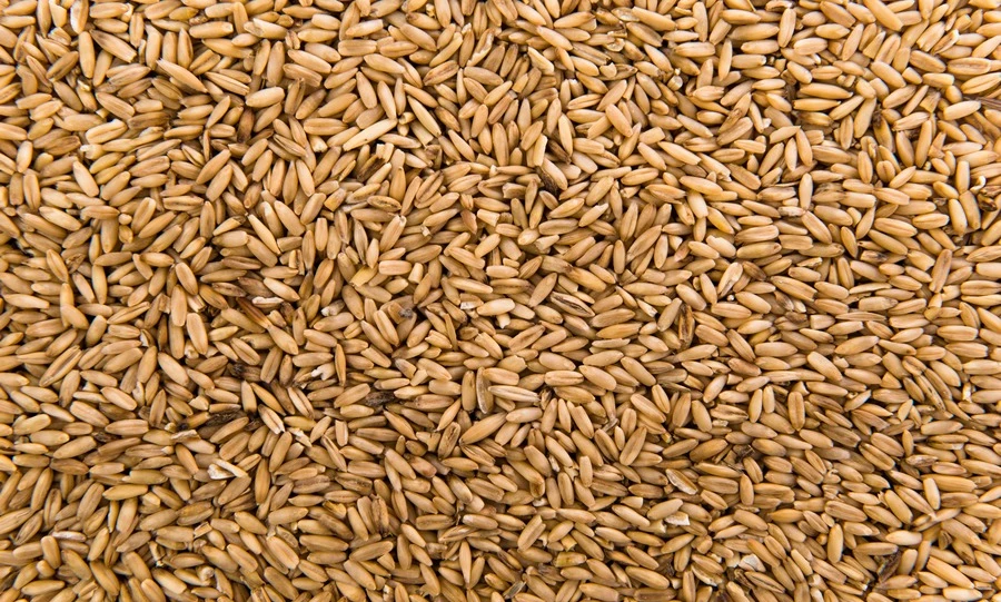 Ячменный солод из Орловской области отправили в Грузию