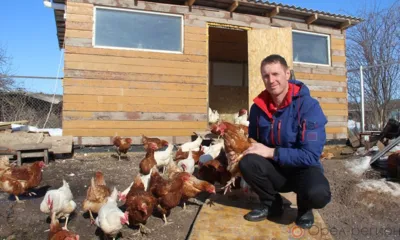 В Свердловском районе благодаря социальным контрактам местные жители приобретают птицу, свиней, крупный и мелкий рогатый скот