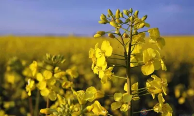 В мае из Орловской области в Беларусь экспортировано более 1,5 тысяч тонн рапса