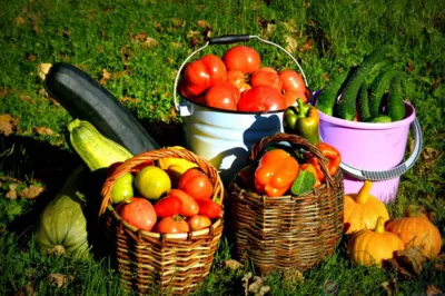 Орловцев предупредили о завершении сезона дачных перевозок