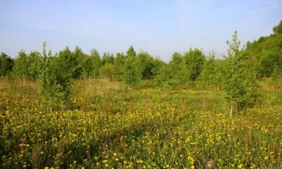 Орловское предприятие оштрафовали за заросшие поля