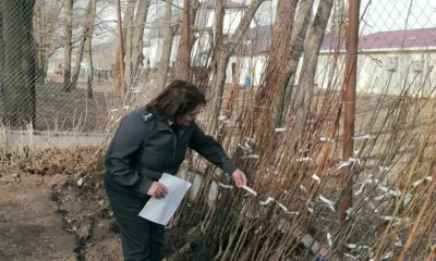 В Орловской области нашли около 9 тысяч некачественных саженцев