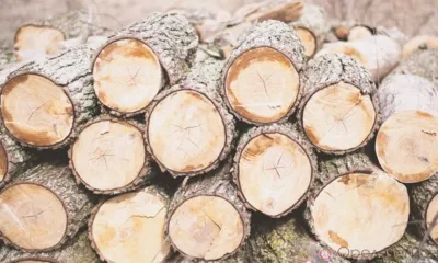 Прокуратура проверит информацию о незаконной вырубке елей в Покровском районе