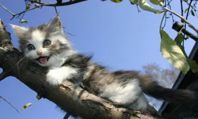 Орловские спасатели сняли с дерева котёнка