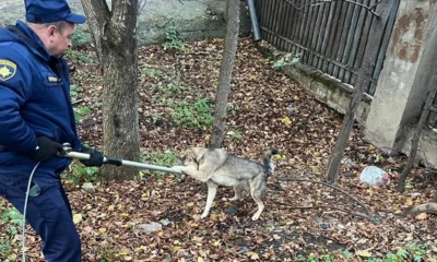 Орловские спасатели достали собаку из ямы