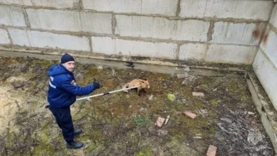 Орловские спасатели пришли на помощь упавшей лисе