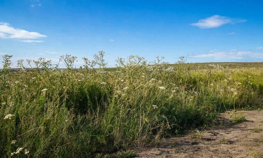 Россельхознадзор проконтролировал более 14 тысяч га орловских сельхозземель