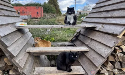 Орловская епархия помогла сгоревшему приюту для бездомных собак и кошек