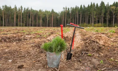 В 2024 году в Орловской области посадят деревья на площади 90 га