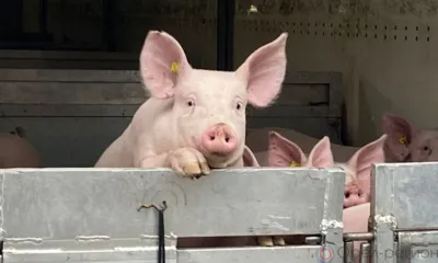 В Орловскую область ввезли чистопородных свиней из Франции