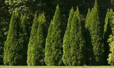 В Орловскую область ввезли 300 белорусских саженцев туи