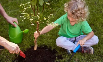 К концу сентября на ул. Комсомольской в Орле высадят более 250 деревьев