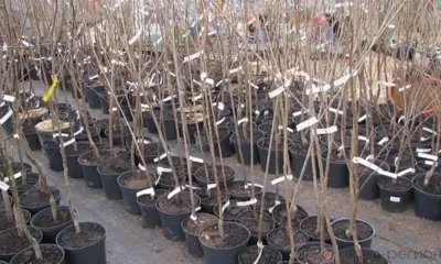 Орловский Россельхознадзор проверил более 580 импортных саженцев