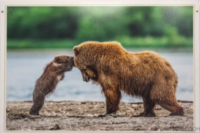 В Орловском музее изобразительных искусств работает выставка «Материнство в дикой природе»