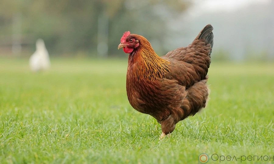 Отменены временные ограничения на вывоз продукции из Орловской области в Беларусь