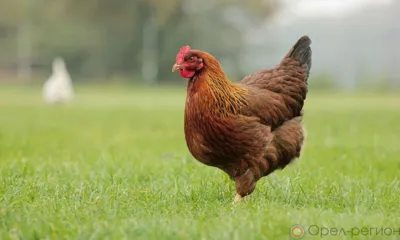 Отменены временные ограничения на вывоз продукции из Орловской области в Беларусь