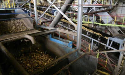 Сахарные заводы Орловщины приступили к переработке свёклы