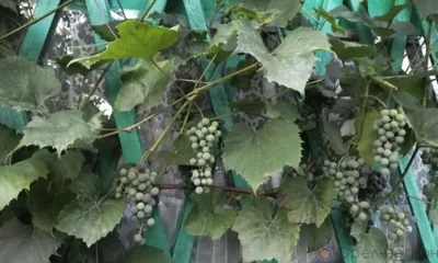 В Орле состоится праздник урожая «Виноградная гроздь Орловщины»