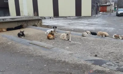 Пострадавшая от нападения безнадзорных собак орловчанка через суд добилась компенсации вреда