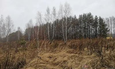 В трёх районах Орловской области выявлено 12 земельных участков, заросших сорняками