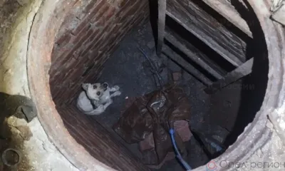 В Ливнах спасатели достали из люка собаку