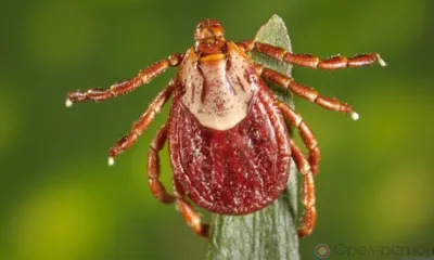 Почти 400 орловцев пострадали от укусов клещей