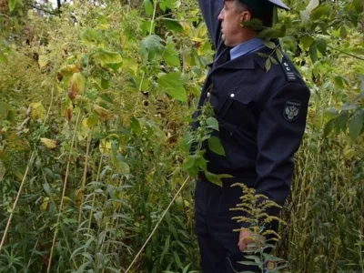 В Орле сохраняется карантинная фитосанитарная зона по амброзии трёхраздельной