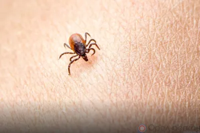 Управление Роспотребнадзора по Орловской области продолжает следить за ситуацией с клещами