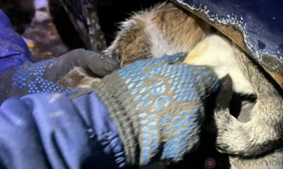 В Орле спасатели достали из-под машины кота