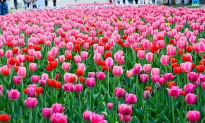 На клумбах Орла высажено 210 тысяч тюльпанов