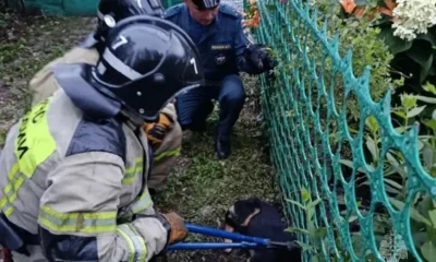 В Ливнах любознательная собака застряла мордочкой в заборе