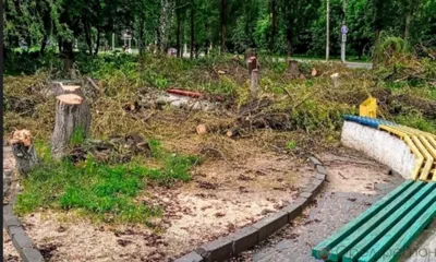 Жителям Северного района Орла рассказали о вырубке деревьев около КДЦ «Металлург»