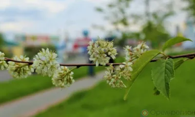 В Орле зацвела черёмуха «Маака»