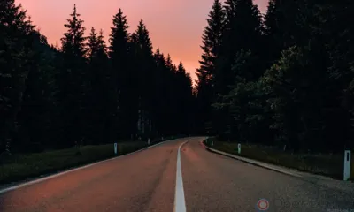 В ДТП с участием лося на орловской трассе пострадала 26-летняя девушка