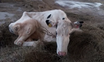 Экс-директор орловского ОПХ «Красная Звезда» задержан по обвинению в растрате