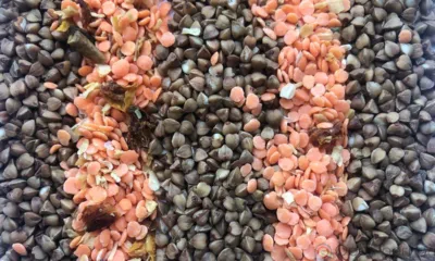 Из Орловской области в Беларусь экспортировано более 190 тонн зерновой продукции