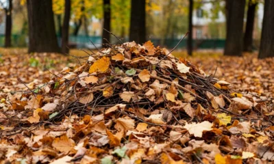 Орловцев будут штрафовать за ветки и листву на контейнерных площадках