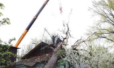 В Орле упавшее дерево перекрыло вход в дом