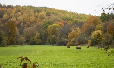 За пожароопасный сезон 2025 года в лесном фонде Орловщины не было выявлено ни одного возгорания