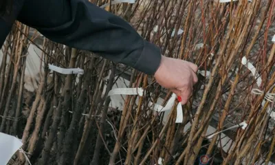 В Орловской области нашли более 9 тысяч некачественных саженцев