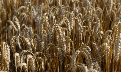 Два рекорда установили орловские аграрии