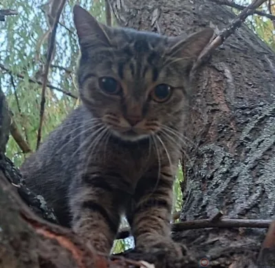 Орловские спасатели спустили кота с дерева на землю