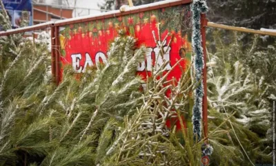 В Орле 15 декабря откроются ёлочные базары